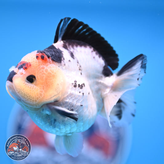 Tricolor YuanBao Oranda 3.5in Body (240816_OR12) - Kaiju Goldfish USA