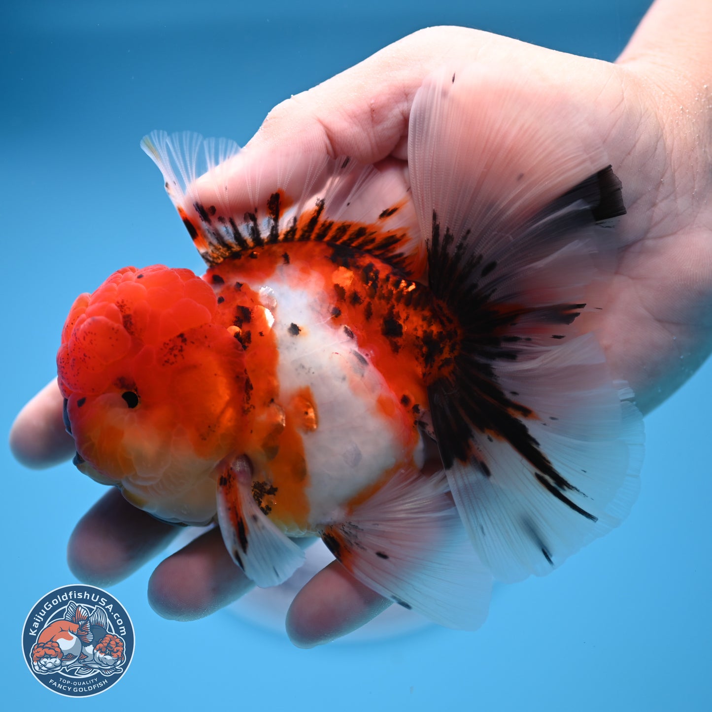 Tricolor Sakura Rose Tail Oranda 3.5 inches Body - Male (250314_OR12)