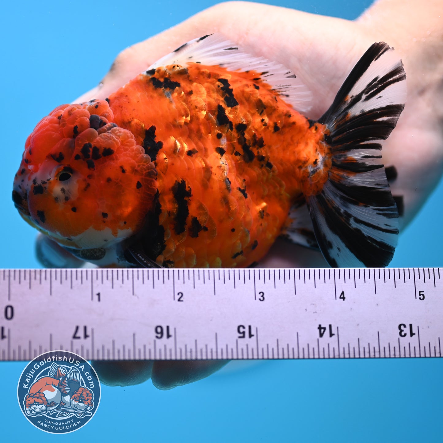 Shogun Tiger Oranda 4 inches Body - Male (250418_OR12)