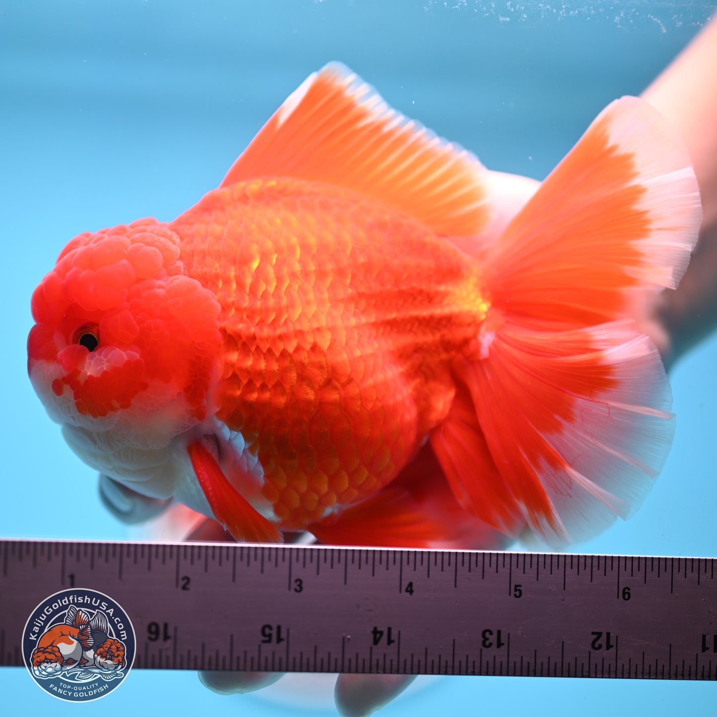 SHOW GRADE - Red White Orchid Tail Oranda 4.5 inches Body - Male (250214_OR12)