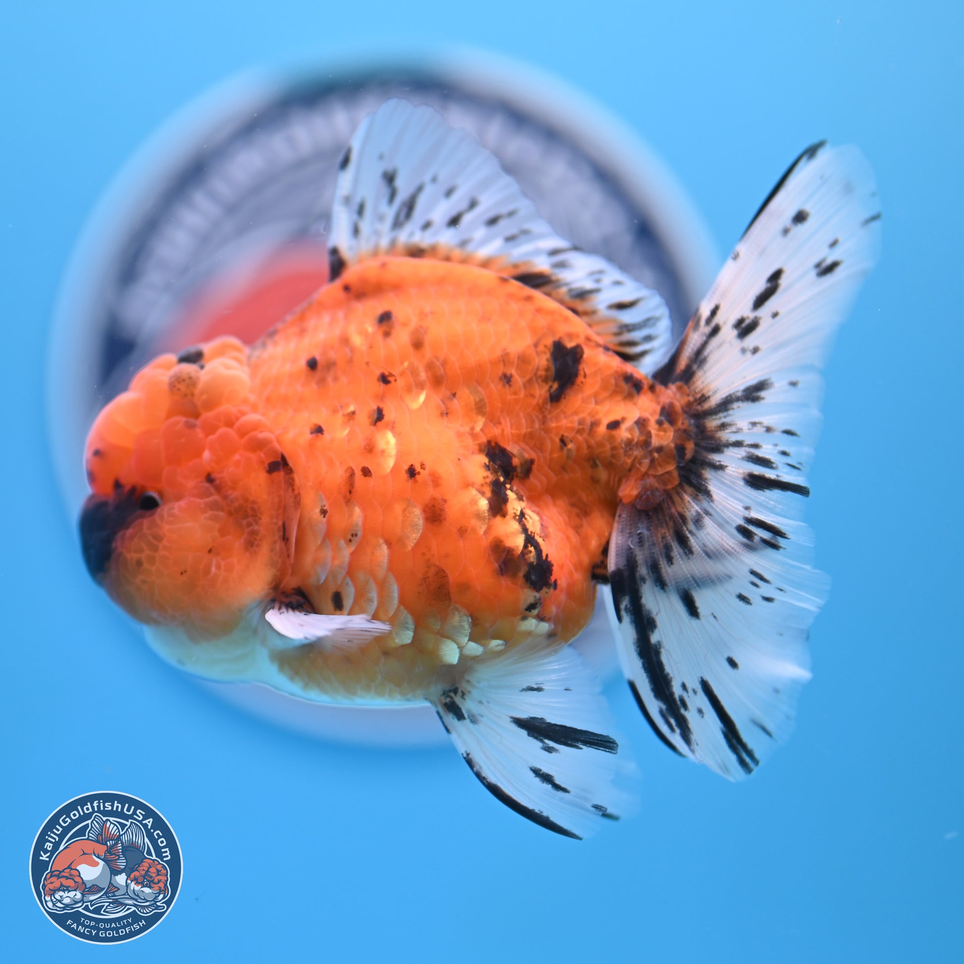 Shogun Tiger Rose Tail Oranda 3.5in Body (240802_OR12) - Kaiju Goldfish USA