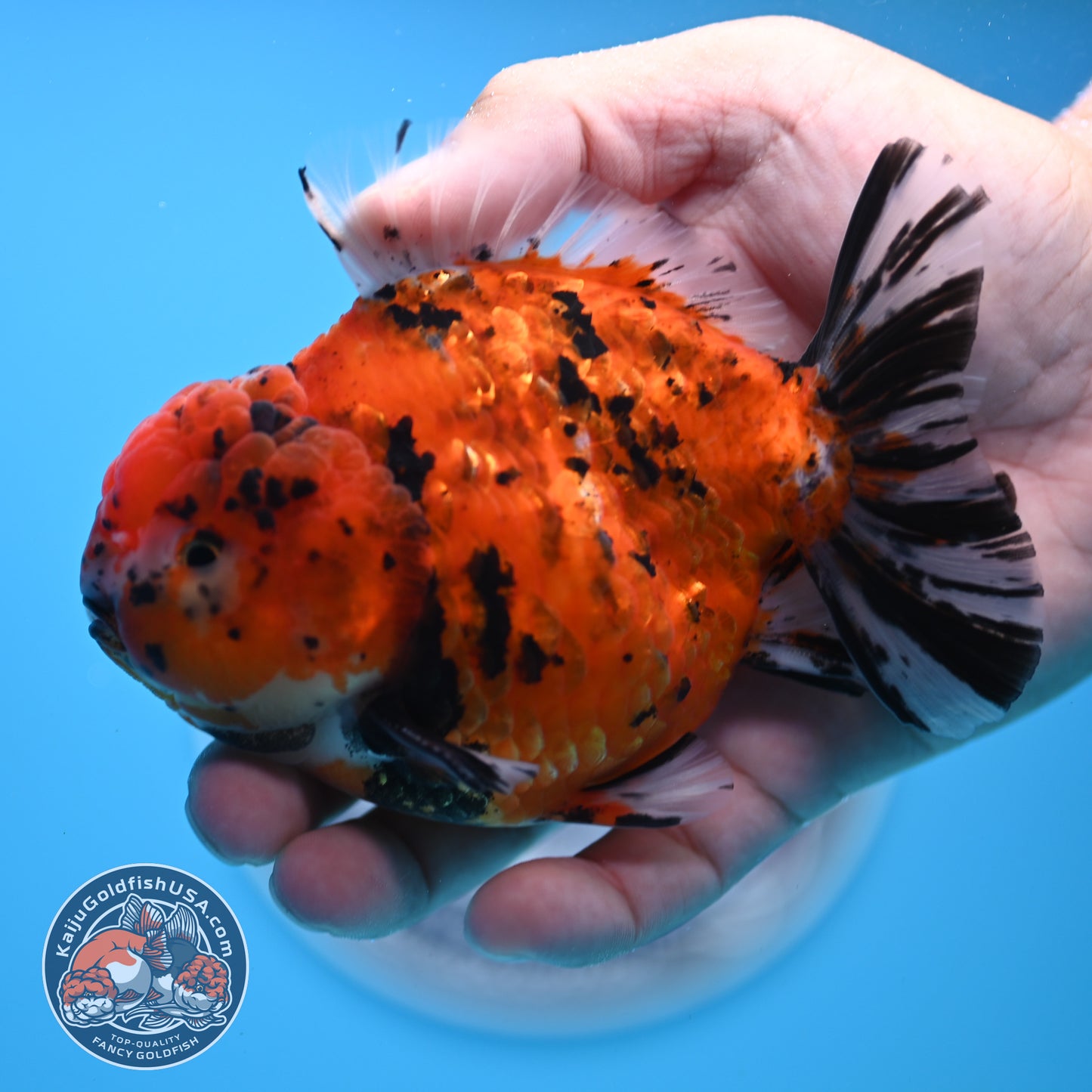 Shogun Tiger Oranda 4 inches Body - Male (250418_OR12)