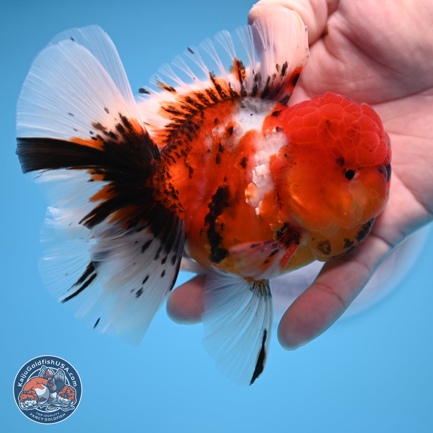 Tricolor Sakura Rose Tail Oranda 3.5 inches Body - Male (250314_OR12)