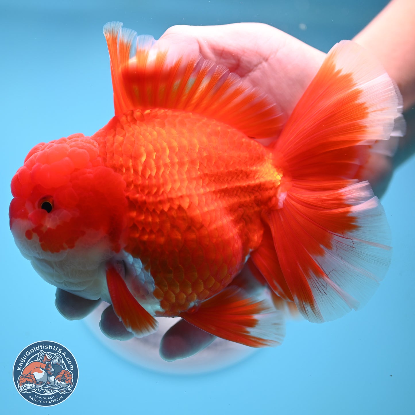 SHOW GRADE - Red White Orchid Tail Oranda 4.5 inches Body - Male (250214_OR12)