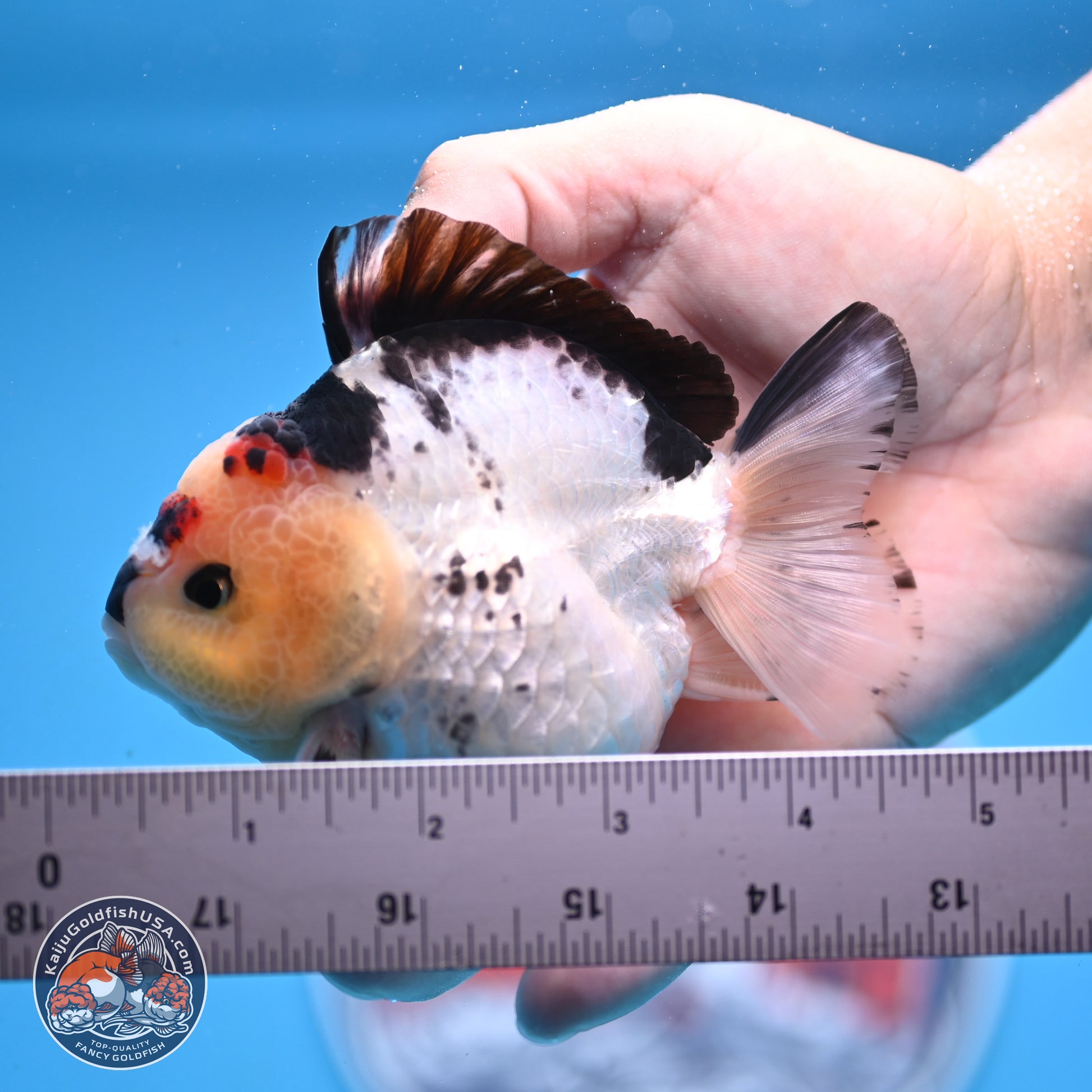 Tricolor YuanBao Oranda 3.5in Body (240816_OR12) - Kaiju Goldfish USA