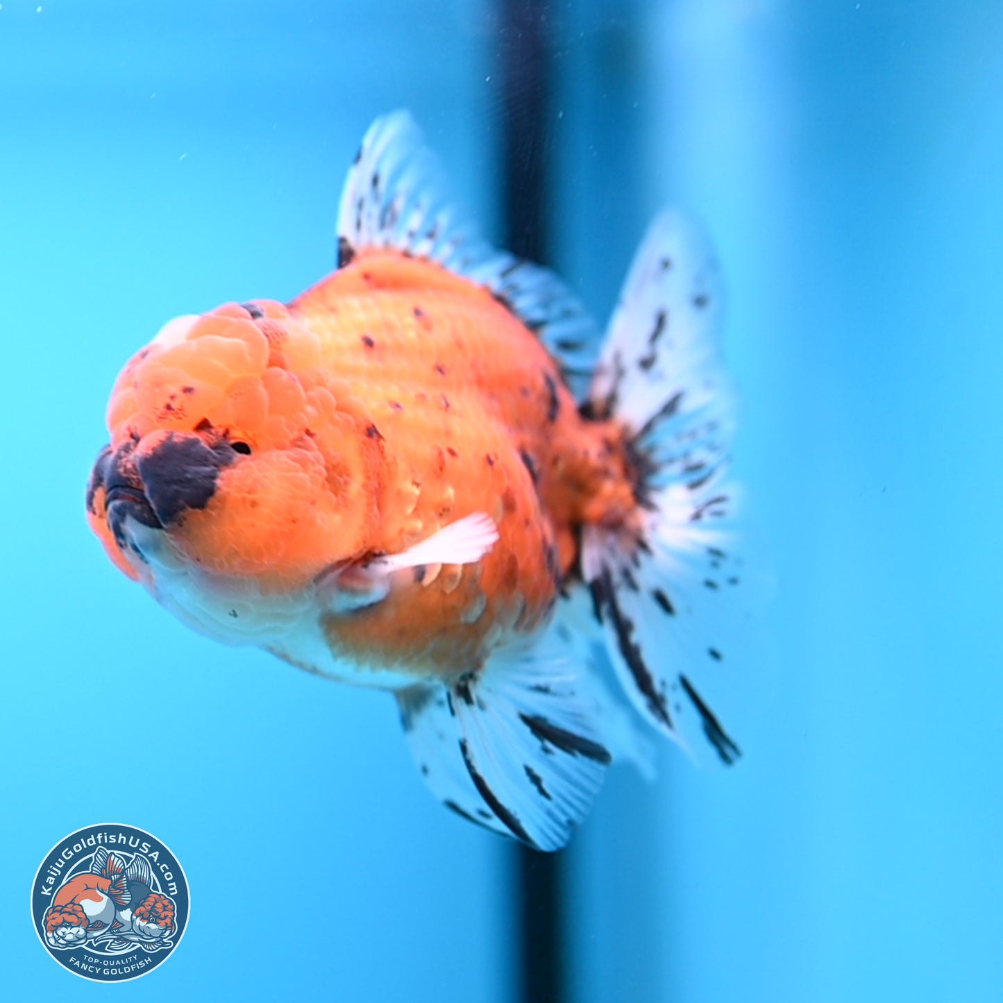 Shogun Tiger Rose Tail Oranda 3.5in Body (240802_OR12) - Kaiju Goldfish USA