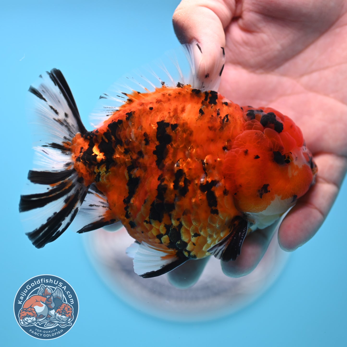 Shogun Tiger Oranda 4 inches Body - Male (250418_OR12)