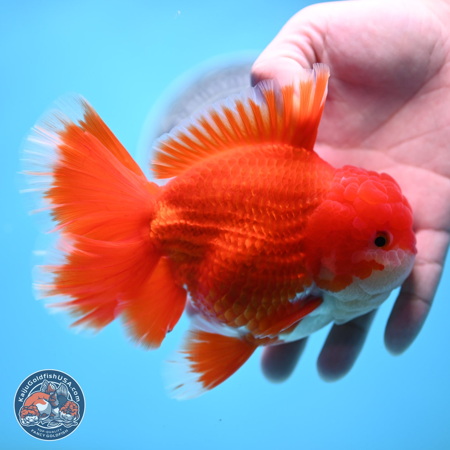 SHOW GRADE - Red White Orchid Tail Oranda 4.5 inches Body - Male (250214_OR12)