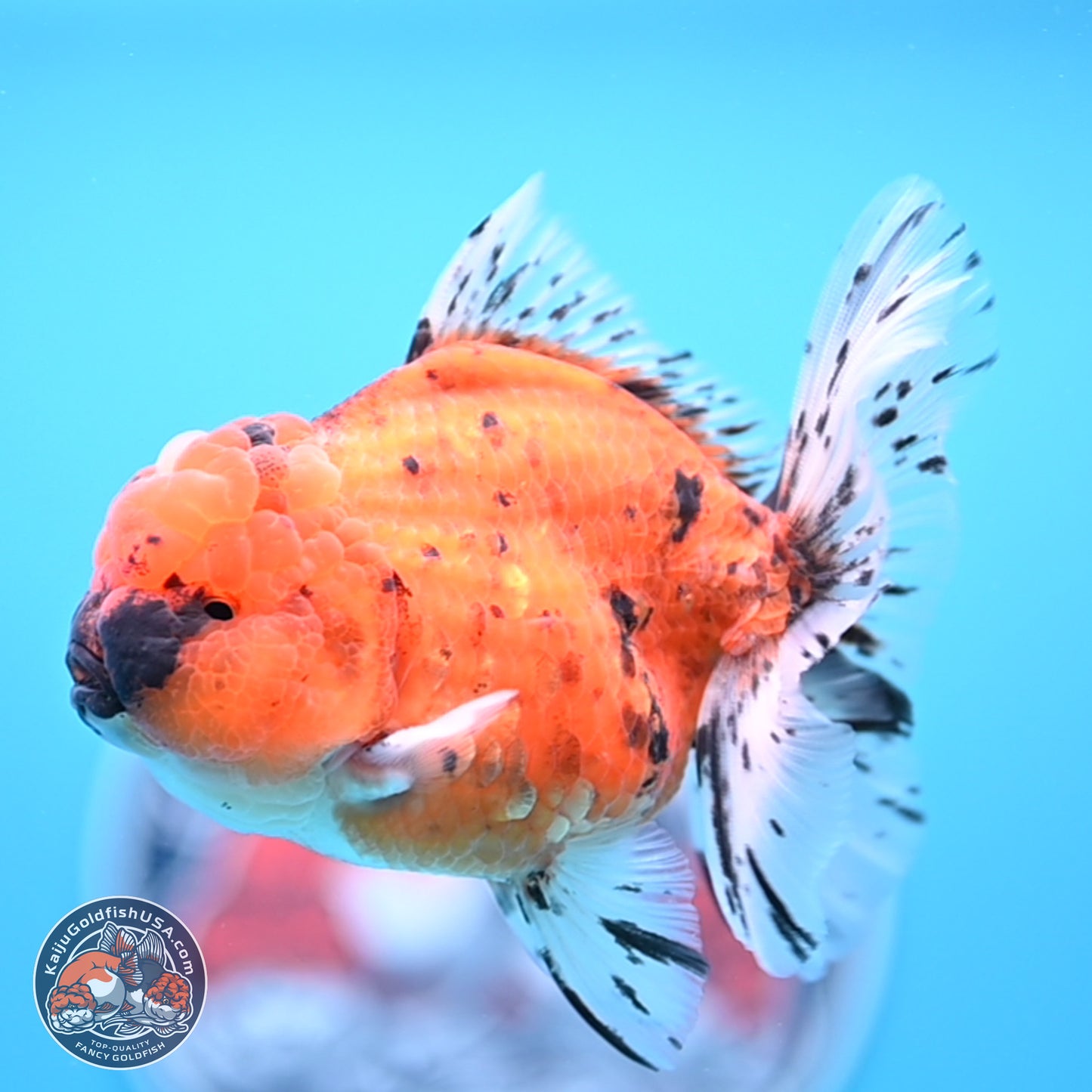 Shogun Tiger Rose Tail Oranda 3.5in Body (240802_OR12) - Kaiju Goldfish USA