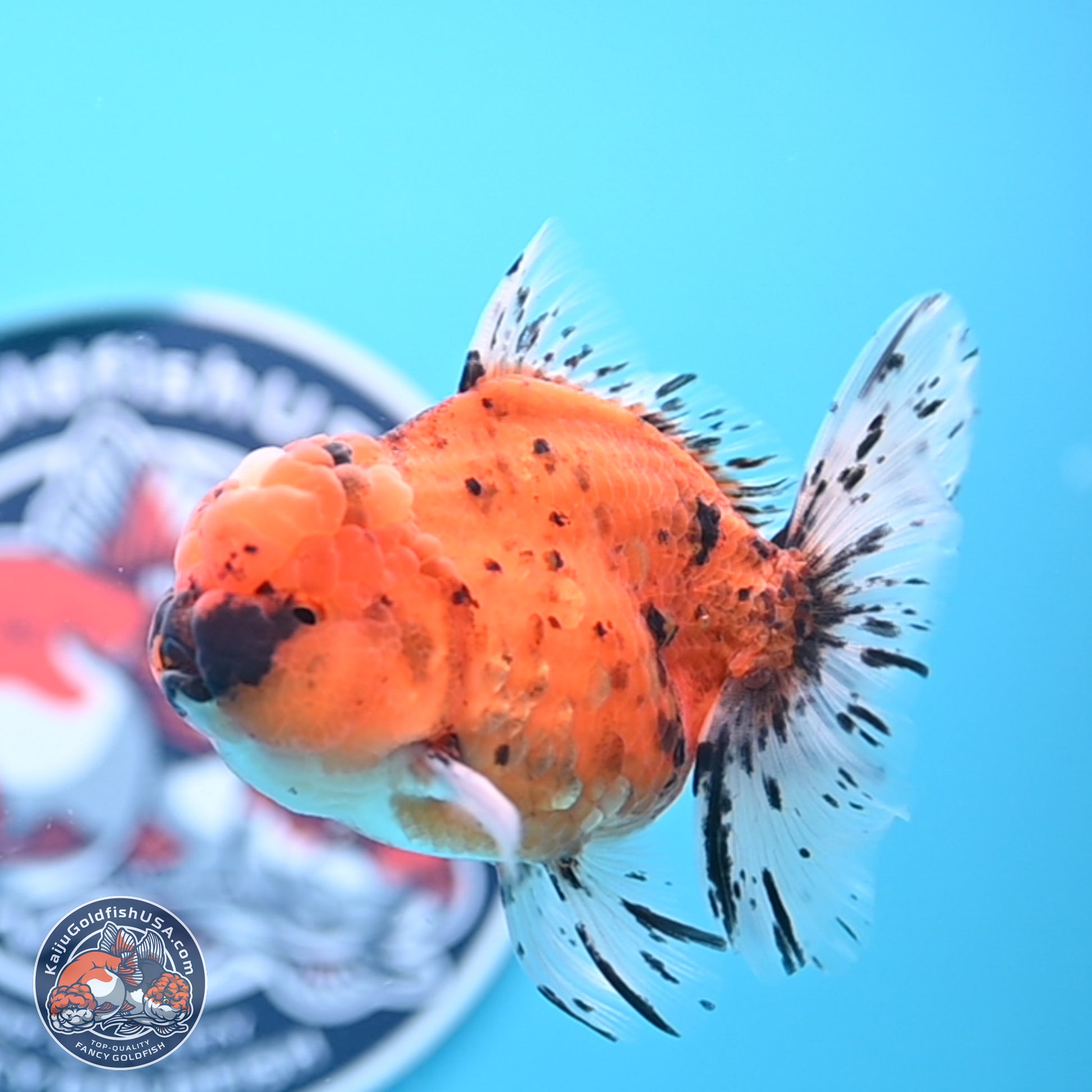 Shogun Tiger Rose Tail Oranda 3.5in Body (240802_OR12) - Kaiju Goldfish USA