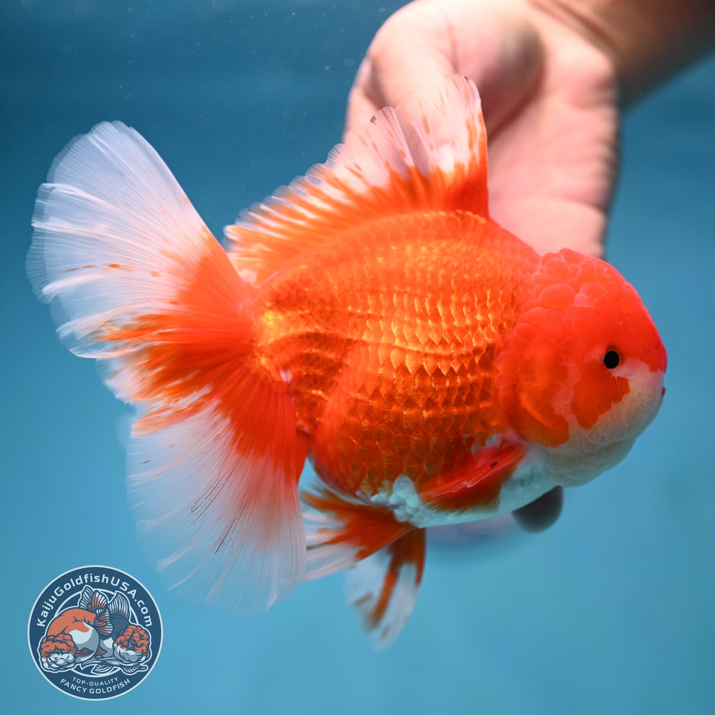 Rose Tail Red White Oranda 4.5 inch Body (250912_OR12)