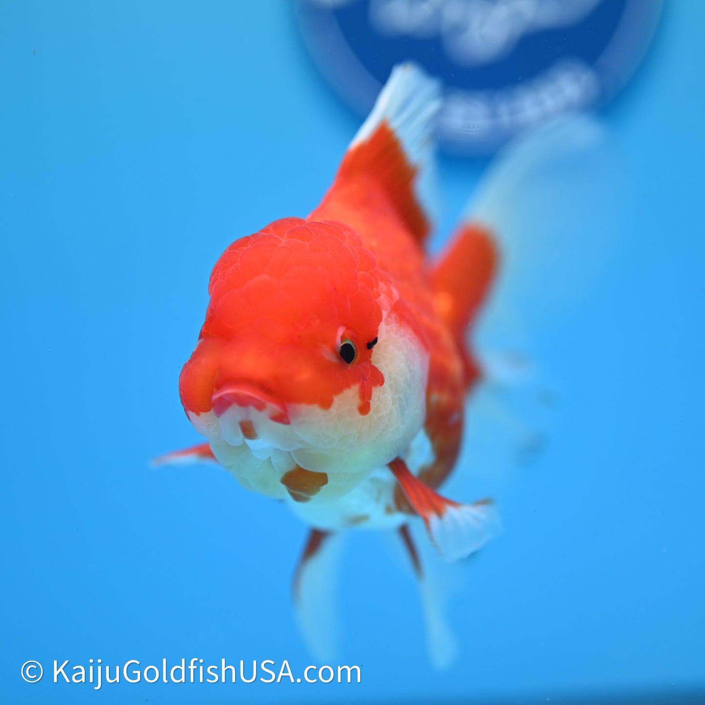 Red White Rose Tail Oranda 4in Body (240607_OR12) - Kaiju Goldfish USA