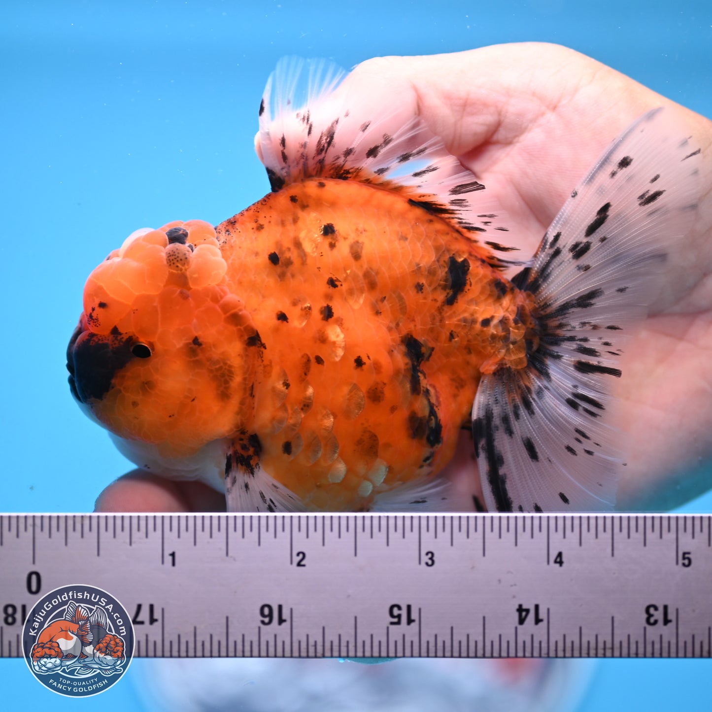 Shogun Tiger Rose Tail Oranda 3.5in Body (240802_OR12) - Kaiju Goldfish USA