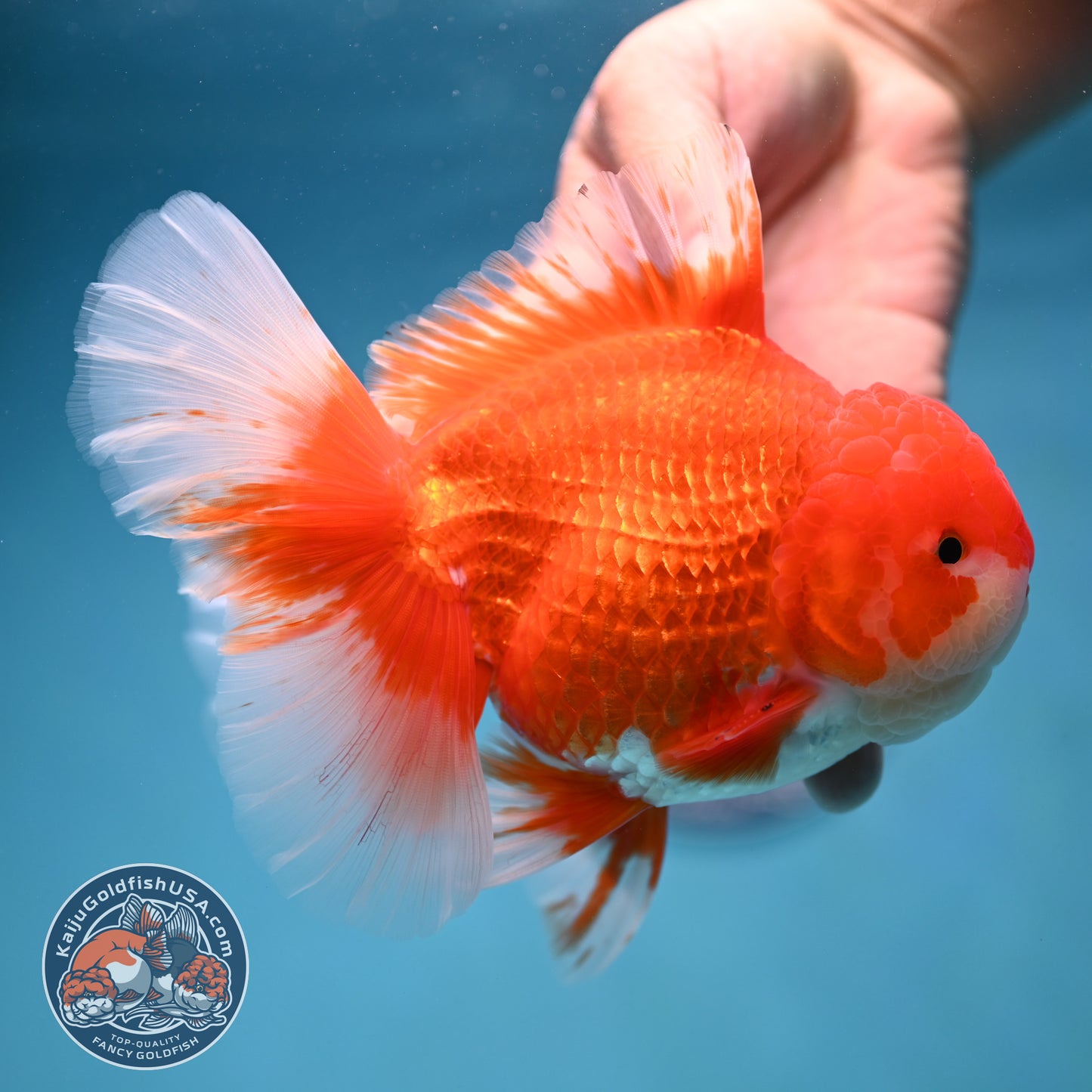 Rose Tail Red White Oranda 4.5 inch Body (250912_OR12)