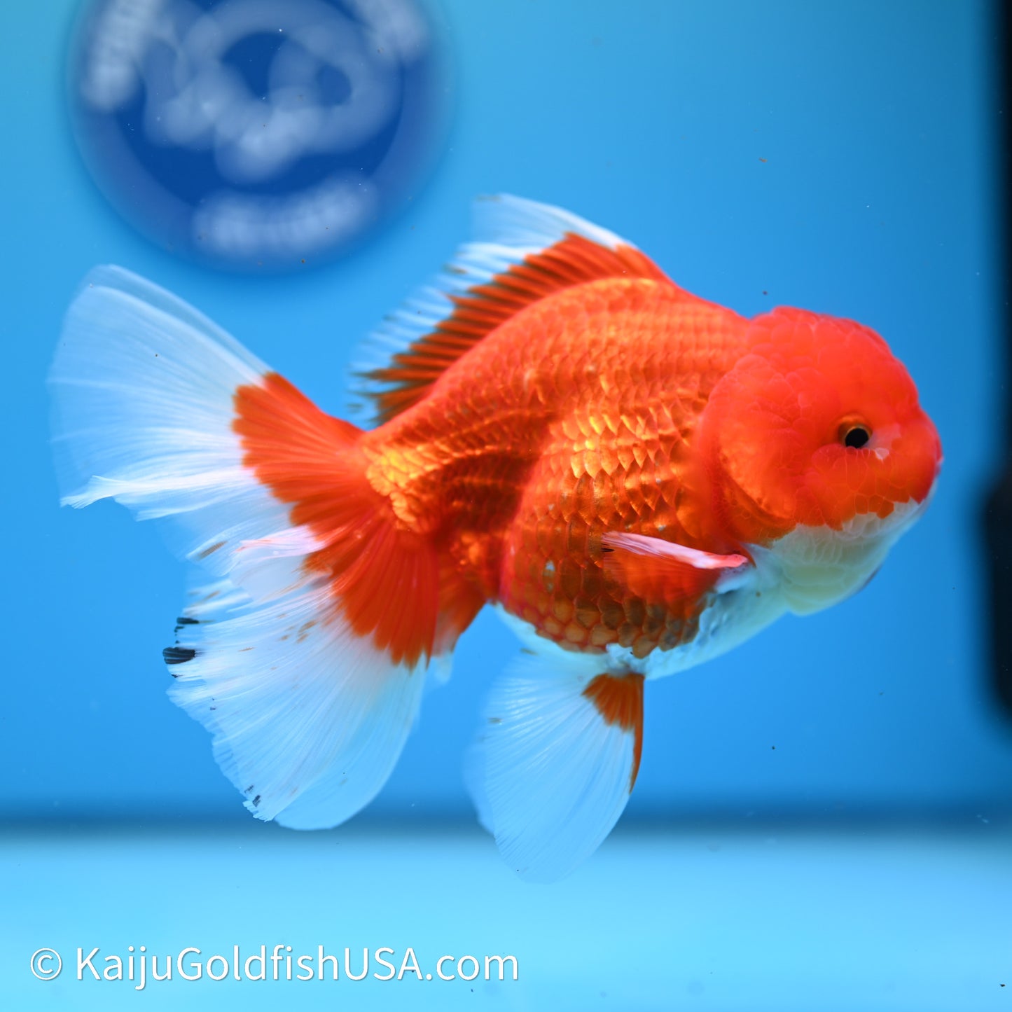 Red White Rose Tail Oranda 4in Body (240607_OR12) - Kaiju Goldfish USA