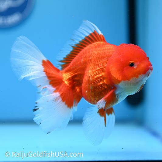 Red White Rose Tail Oranda 4in Body (240607_OR12) - Kaiju Goldfish USA