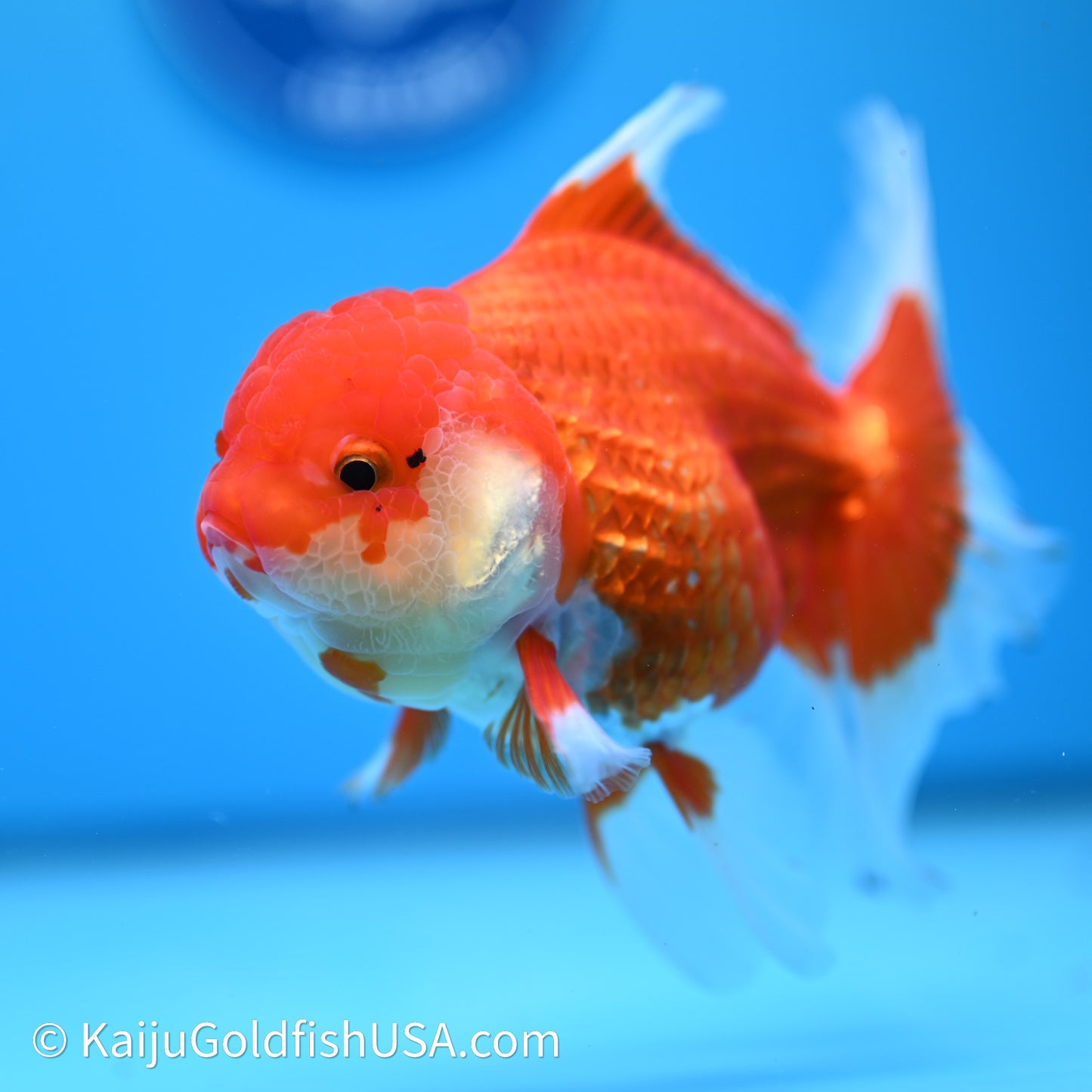 Red White Rose Tail Oranda 4in Body (240607_OR12) - Kaiju Goldfish USA