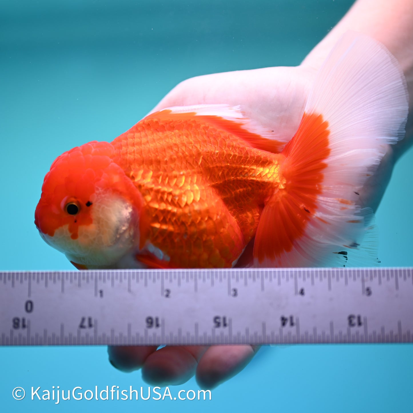 Red White Rose Tail Oranda 4in Body (240607_OR12) - Kaiju Goldfish USA