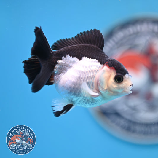 FREE2DAY Shipping - Panda Oranda 3 inches Body (250523_OR12)