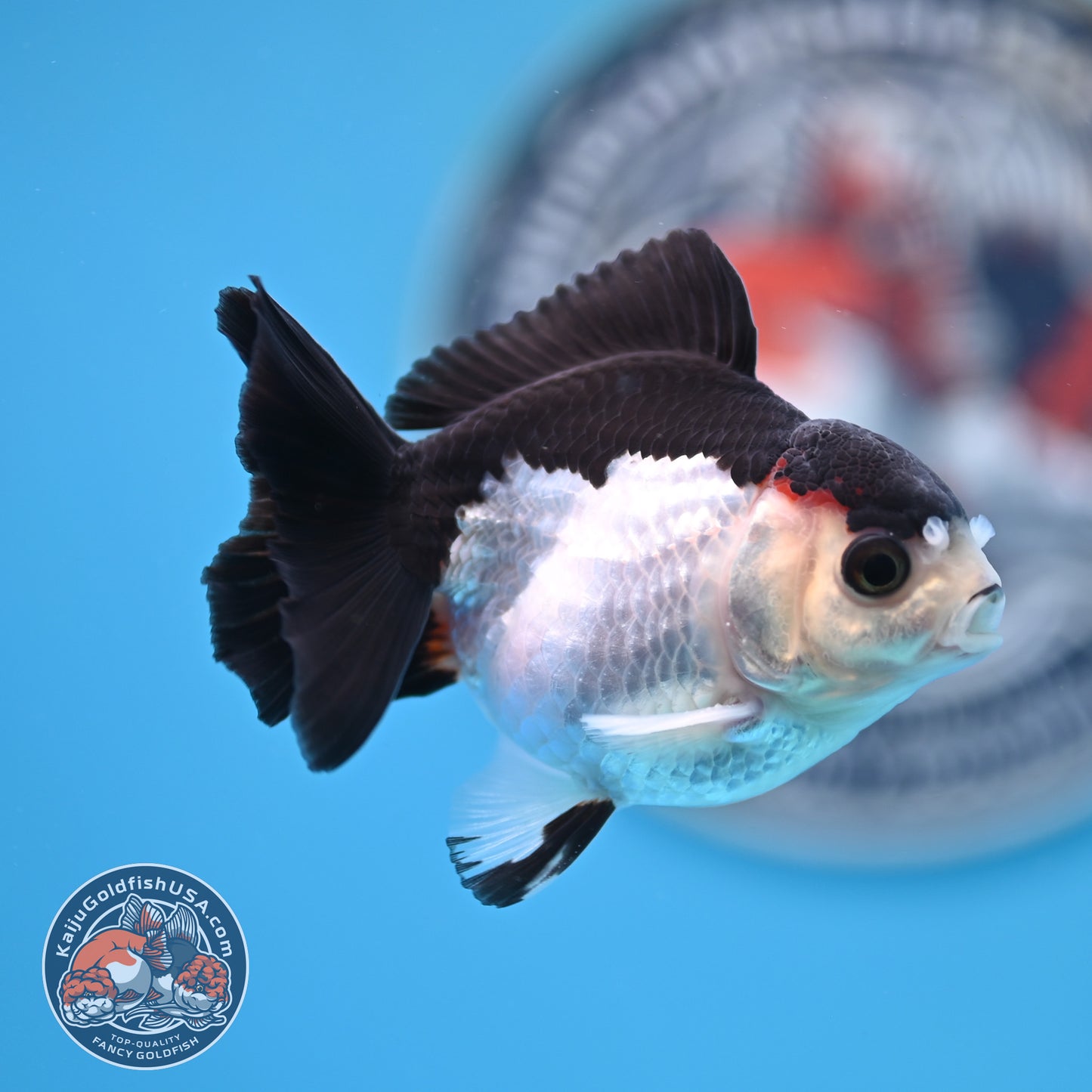 FREE2DAY Shipping - Panda Oranda 3 inches Body (250523_OR12)