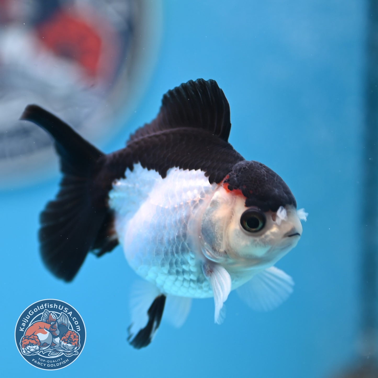 FREE2DAY Shipping - Panda Oranda 3 inches Body (250523_OR12)