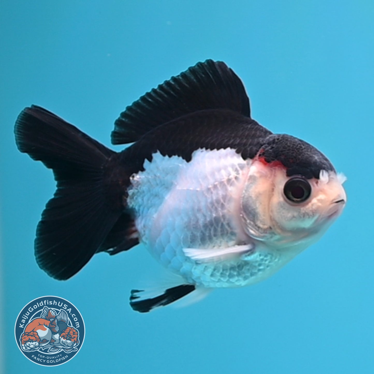 FREE2DAY Shipping - Panda Oranda 3 inches Body (250523_OR12)