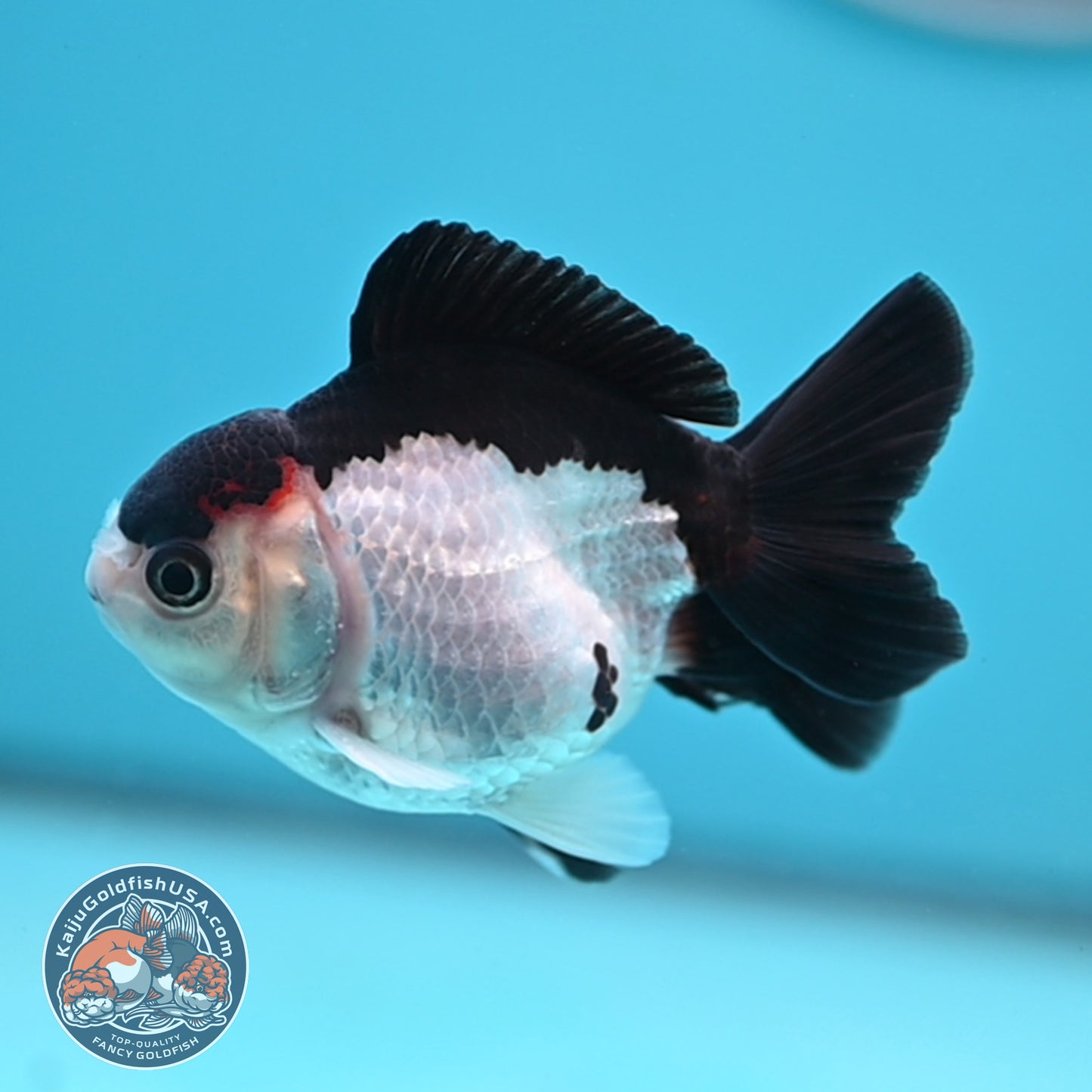 FREE2DAY Shipping - Panda Oranda 3 inches Body (250523_OR12)