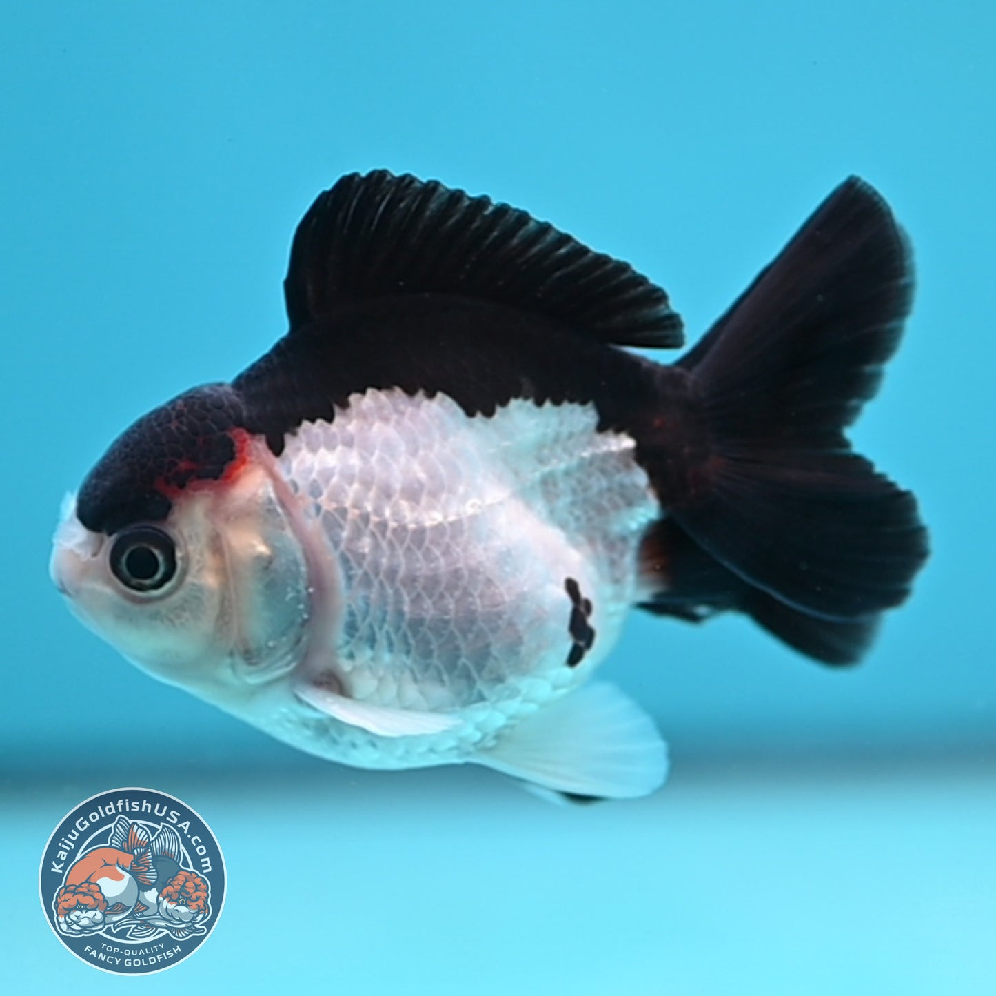 FREE2DAY Shipping - Panda Oranda 3 inches Body (250523_OR12)