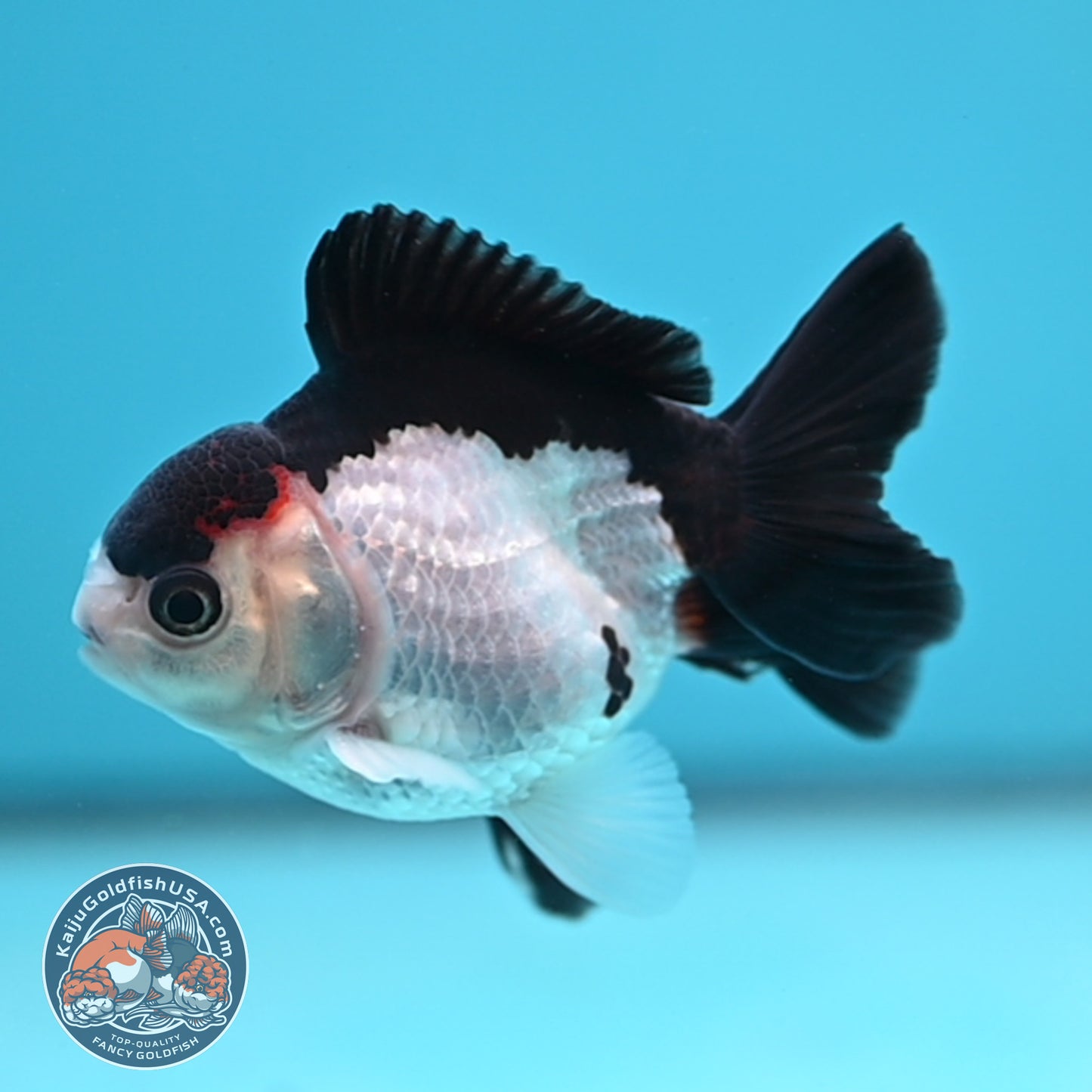 FREE2DAY Shipping - Panda Oranda 3 inches Body (250523_OR12)