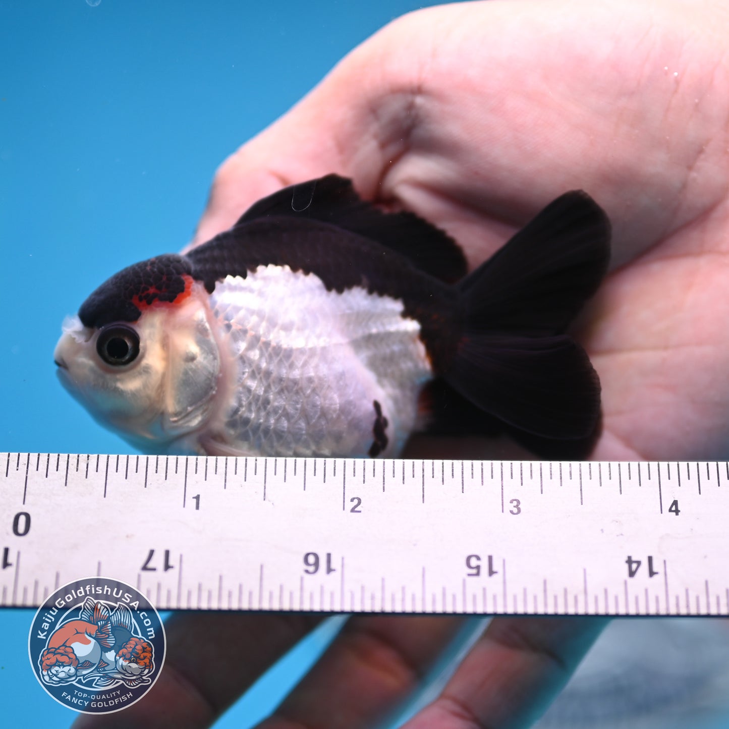 FREE2DAY Shipping - Panda Oranda 3 inches Body (250523_OR12)