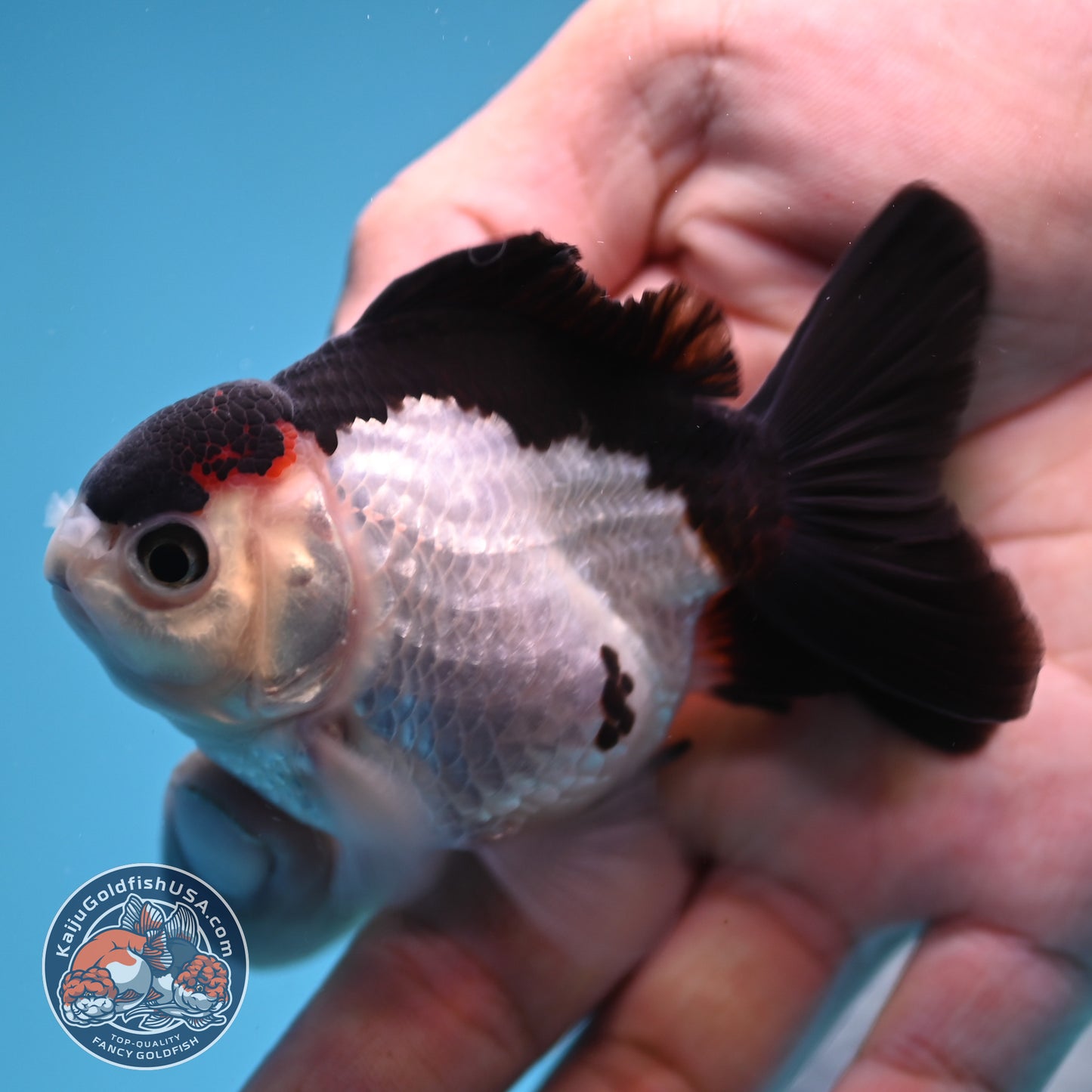 FREE2DAY Shipping - Panda Oranda 3 inches Body (250523_OR12)