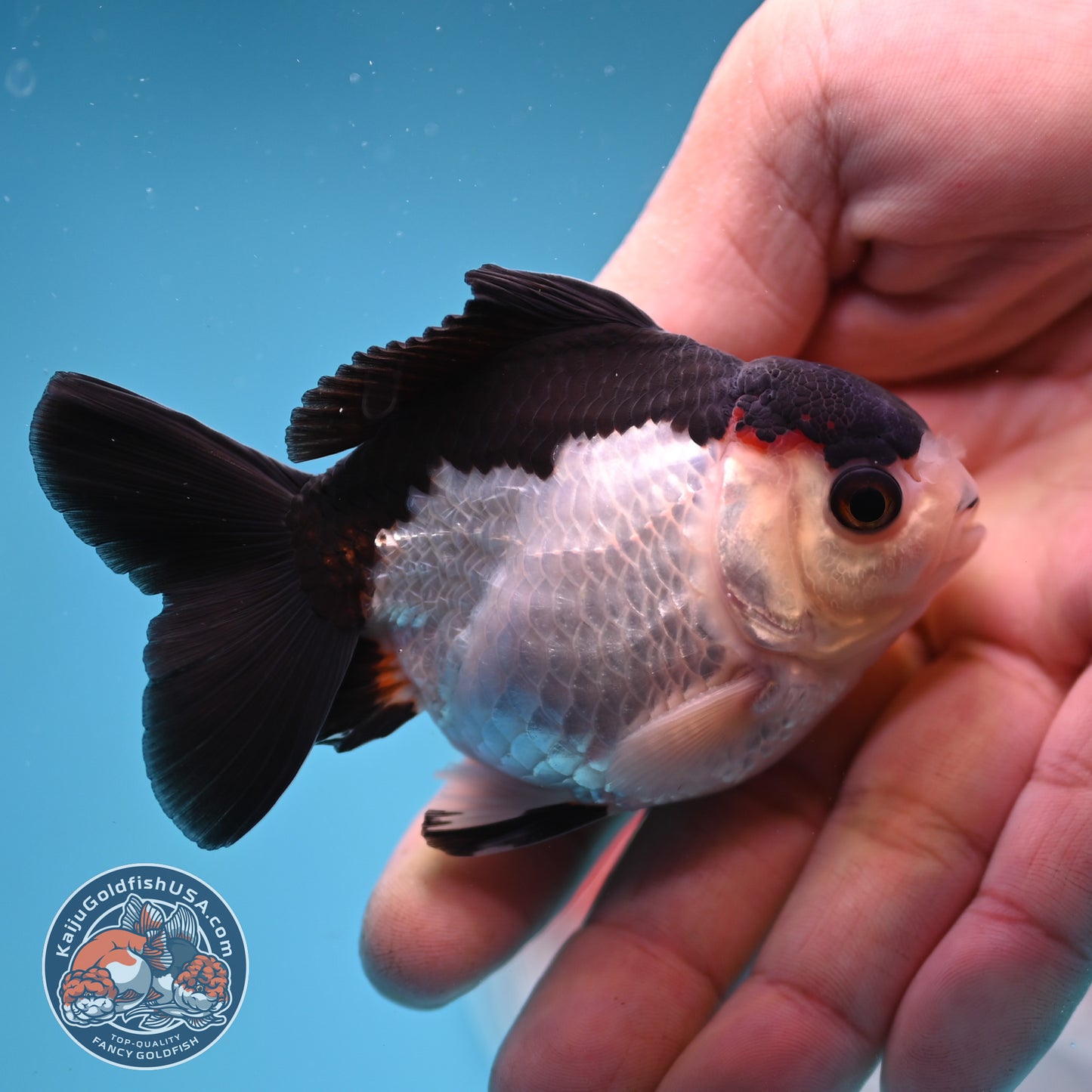 FREE2DAY Shipping - Panda Oranda 3 inches Body (250523_OR12)