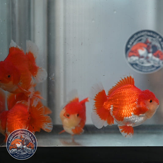 2 Pack Random Pick - Red White Short Tail Oranda 4 - 5 inch Body (250905_OR12)