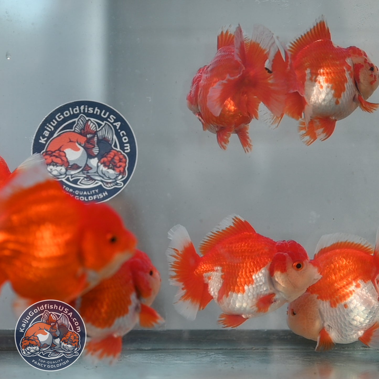 2 Pack Random Pick - Red White Short Tail Oranda 4 - 5 inch Body (250905_OR12)