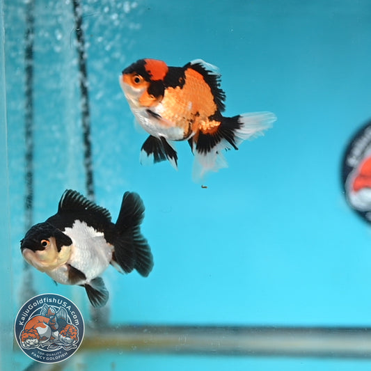 2-Pack Oranda 3 inches Body (250509_OR12)