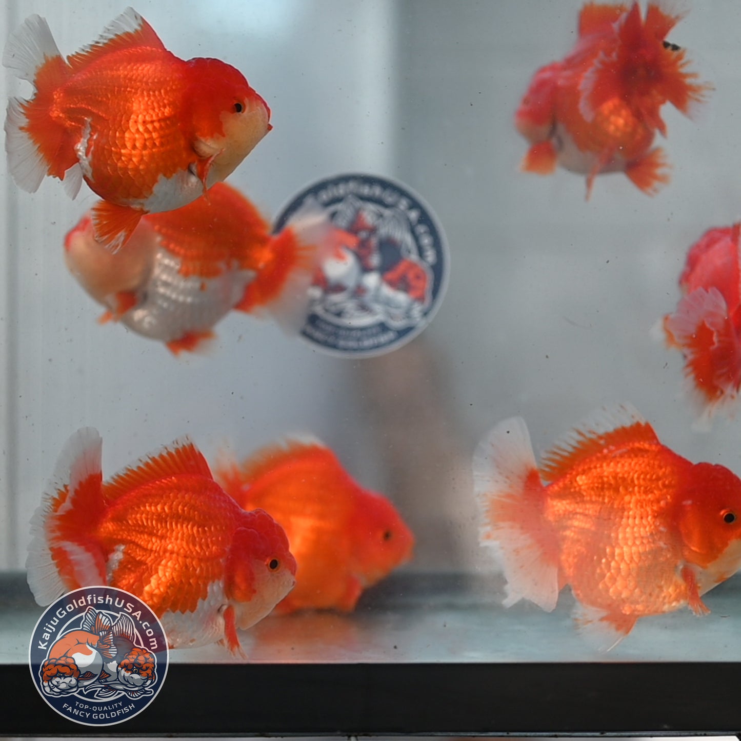 2 Pack Random Pick - Red White Short Tail Oranda 4 - 5 inch Body (250905_OR12)