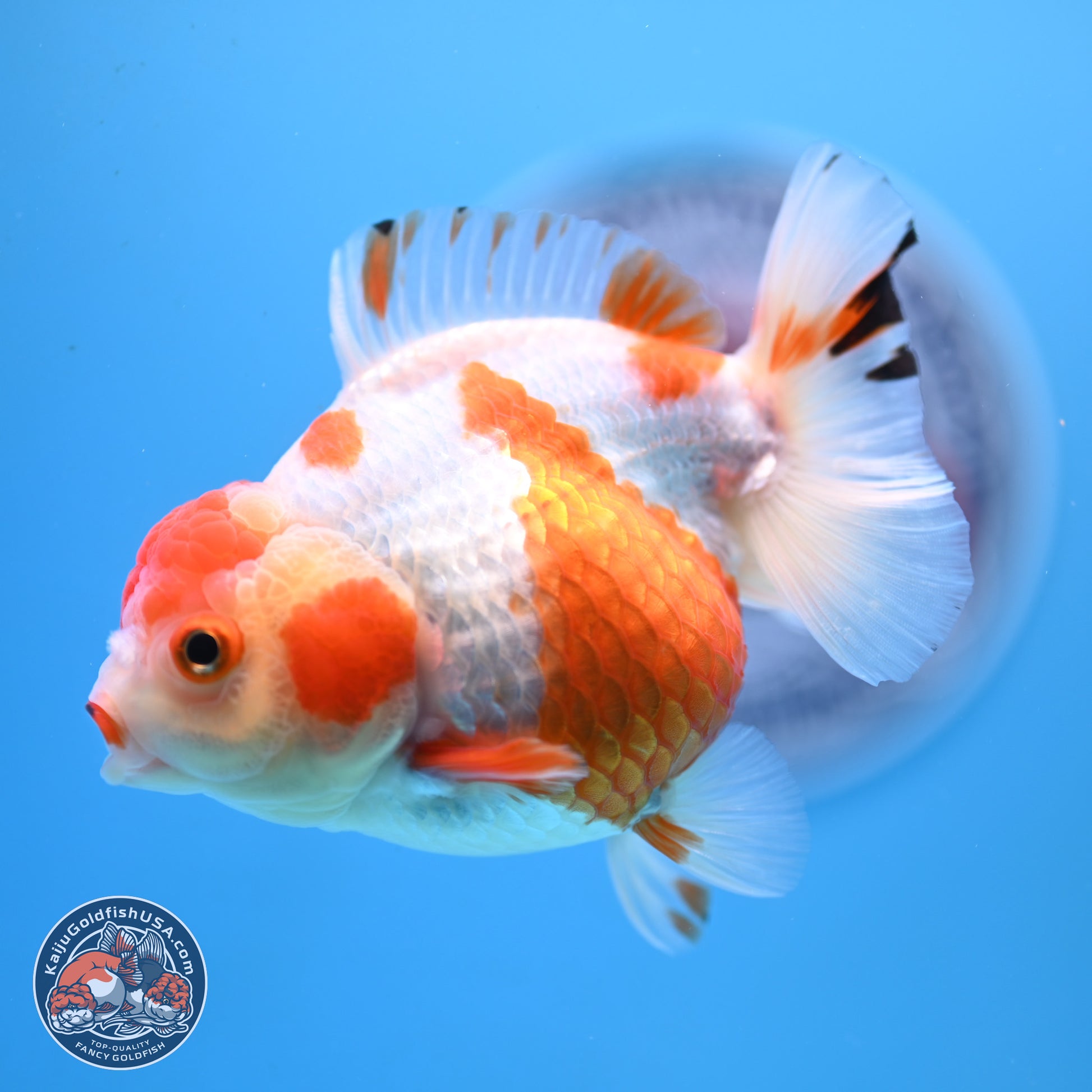 Shogun Red White YuanBao Oranda 3.8in Body (240802_OR13) - Kaiju Goldfish USA