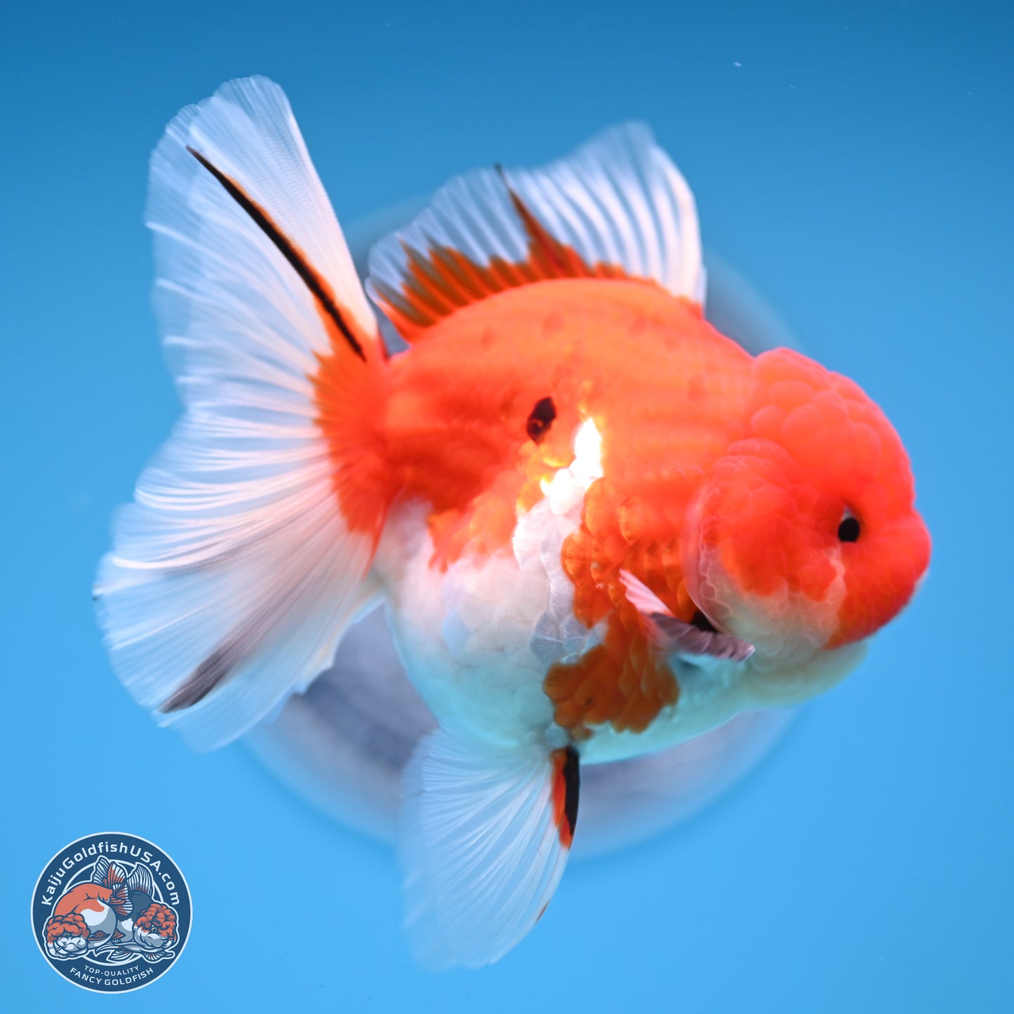 Tricolor Sakura Rose Tail Oranda 3.5 inches Body - Female (250228_OR13)