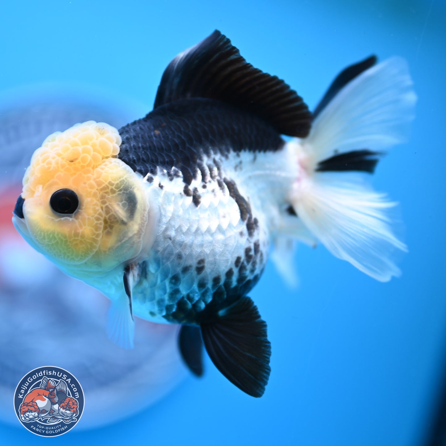 Panda Rose Tail Oranda 4.5 inches (241025_OR13) - Kaiju Goldfish USA