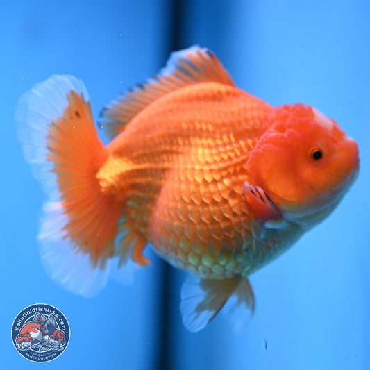 Classic Red Jade Seal Broad Tail Oranda 5 inches - Female (241115_OR13) - Kaiju Goldfish USA