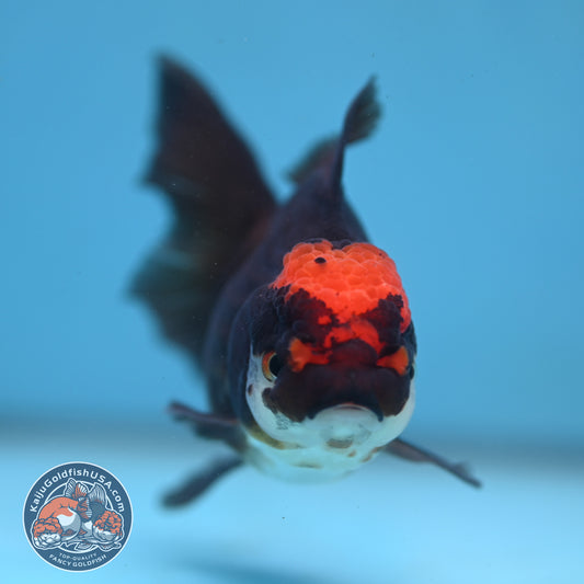 Black Tancho Rose Tail Oranda 3.5 inch Body (250919_OR13)