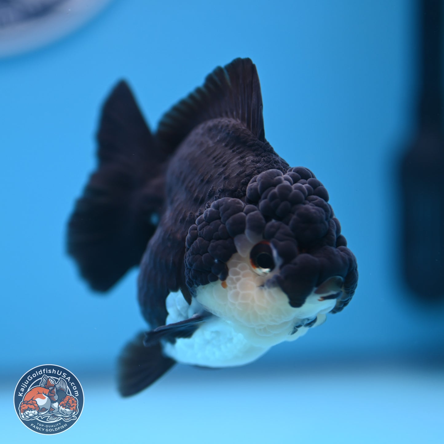 Panda YuanBao Oranda 3 inches Body - Female (241227_OR13) - Kaiju Goldfish USA