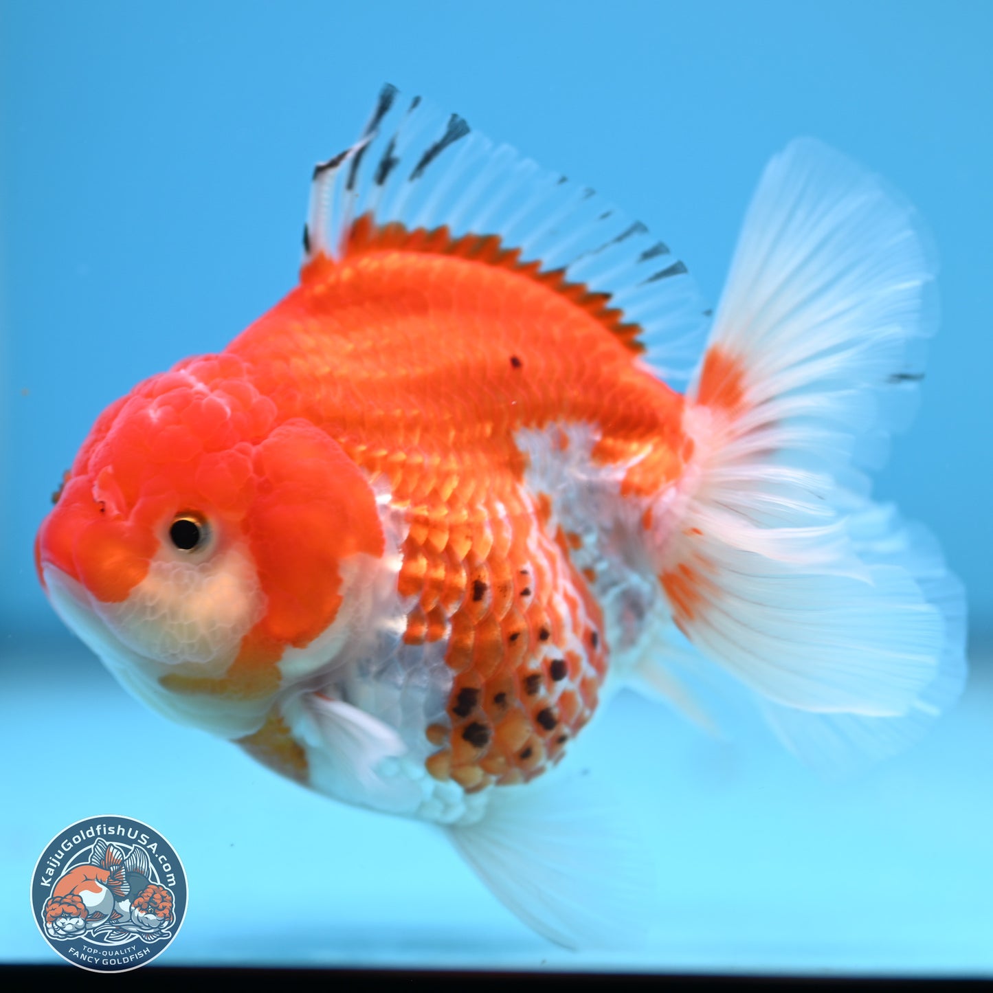 Tricolor YuanBao Oranda 4 inches - Female(241206_OR13) - Kaiju Goldfish USA