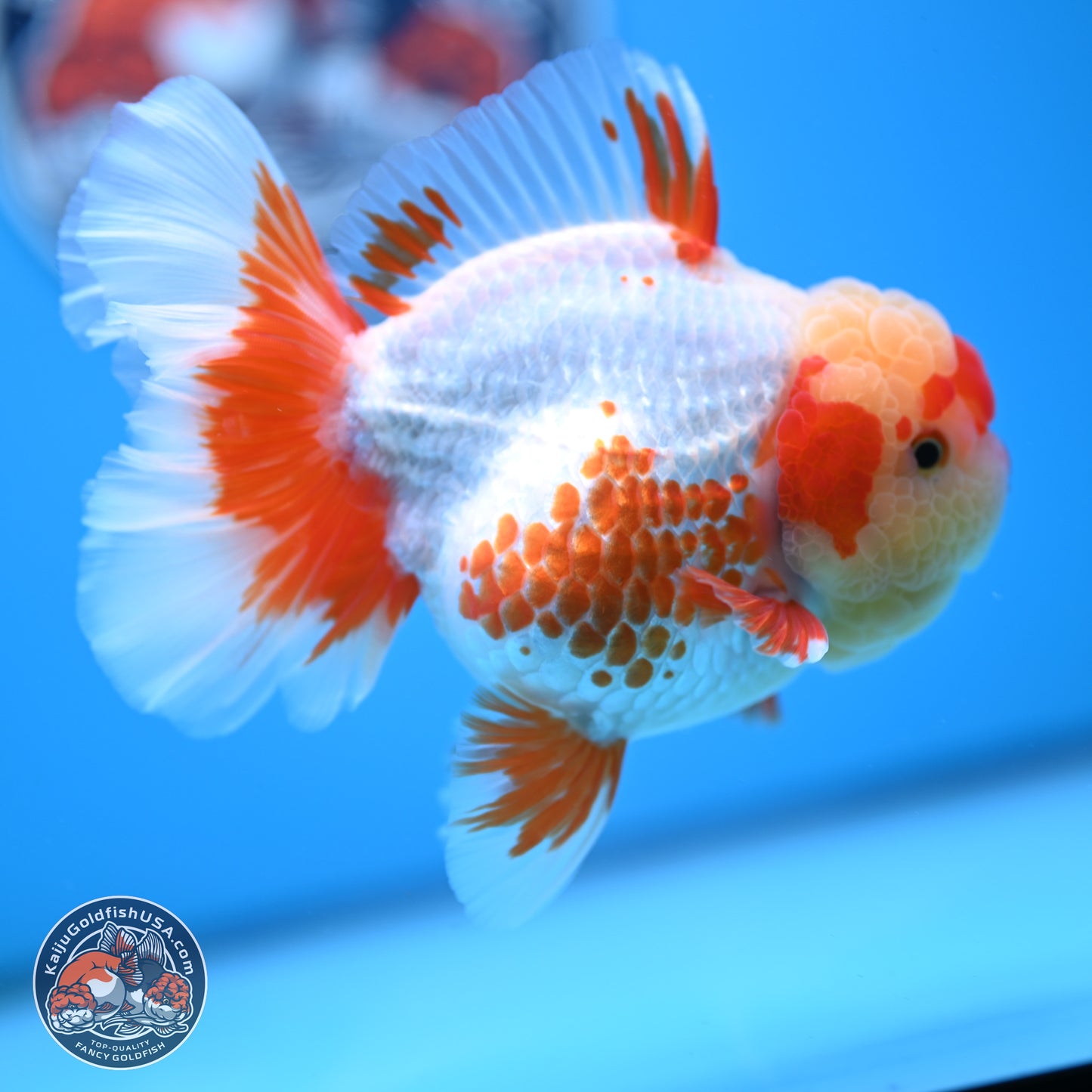 Polka Dot Red White Orchid Tail Oranda 4.5 inches Body - Female (250214_OR13)