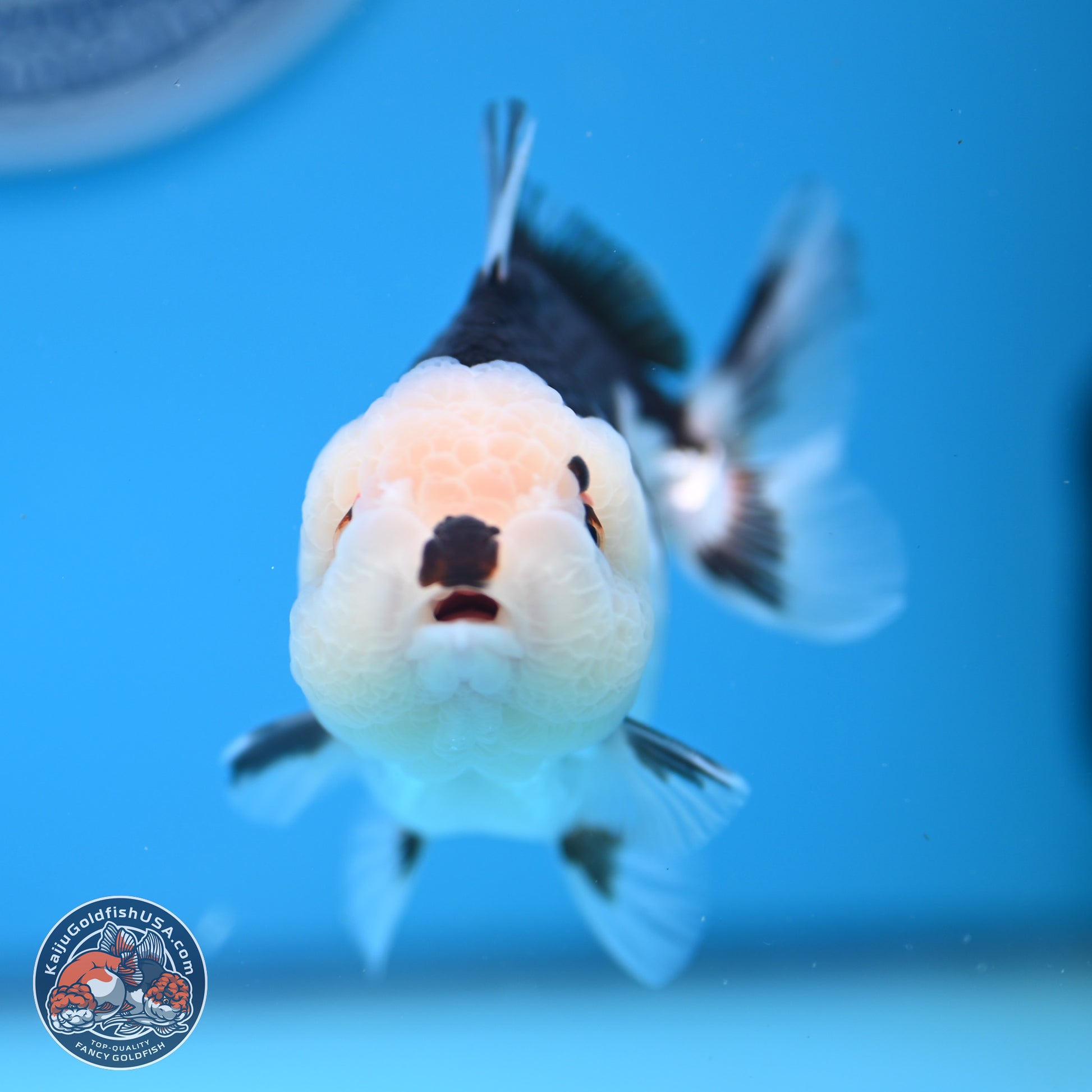 Panda Oranda 3.5-4.5 inches (241004_OR13) - Kaiju Goldfish USA