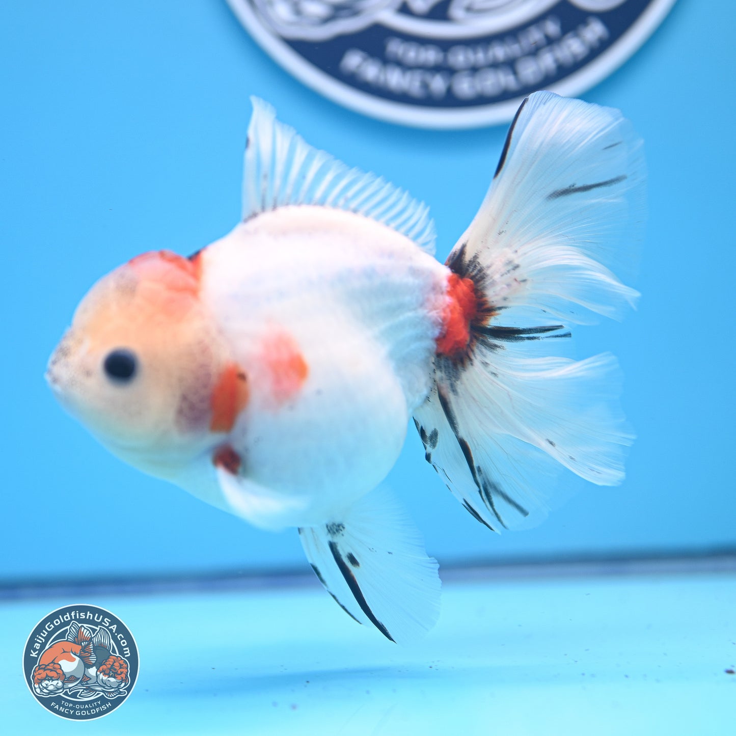 Calico Rose Tail Oranda 4-5 inches (240920_OR13) - Kaiju Goldfish USA