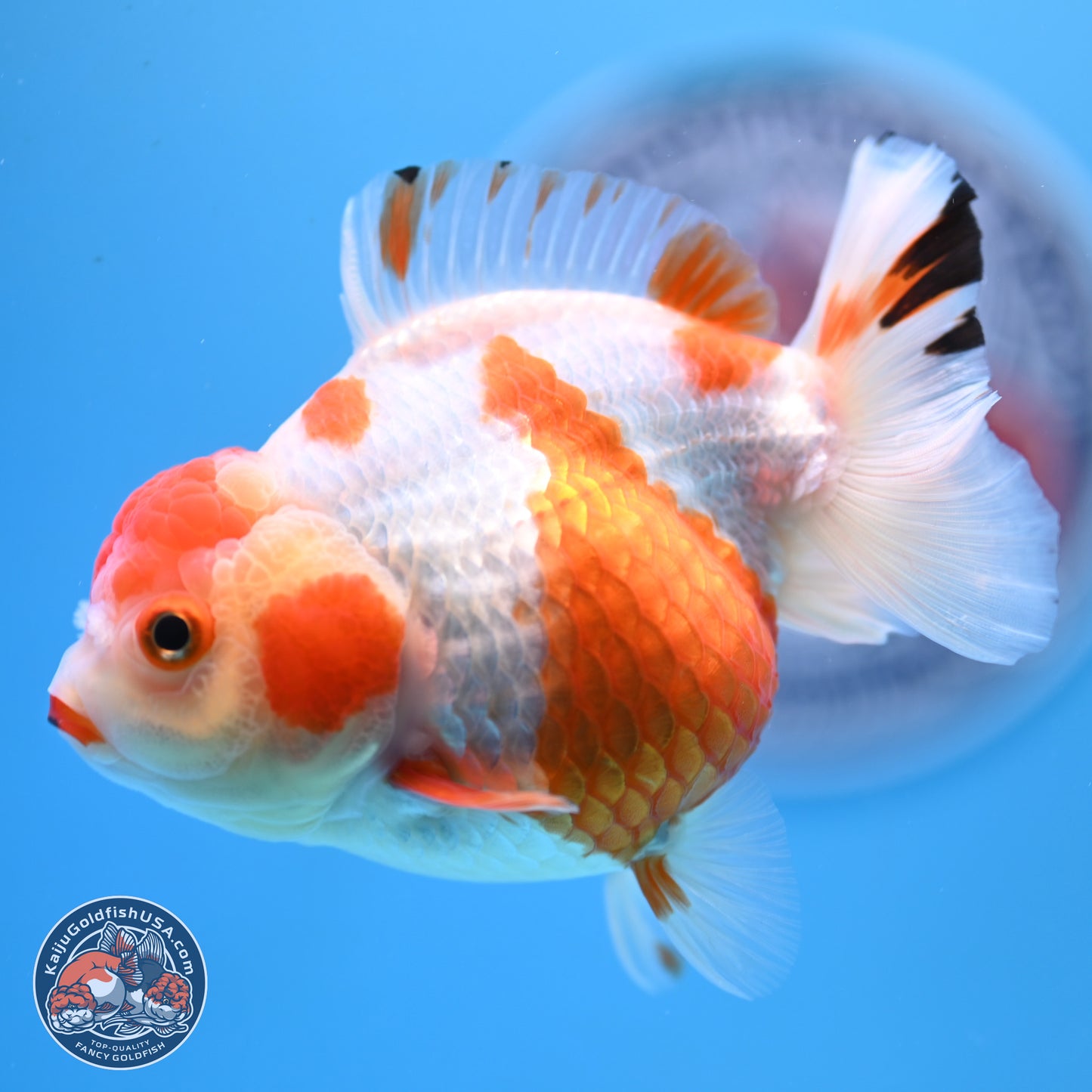 Shogun Red White YuanBao Oranda 3.8in Body (240802_OR13) - Kaiju Goldfish USA