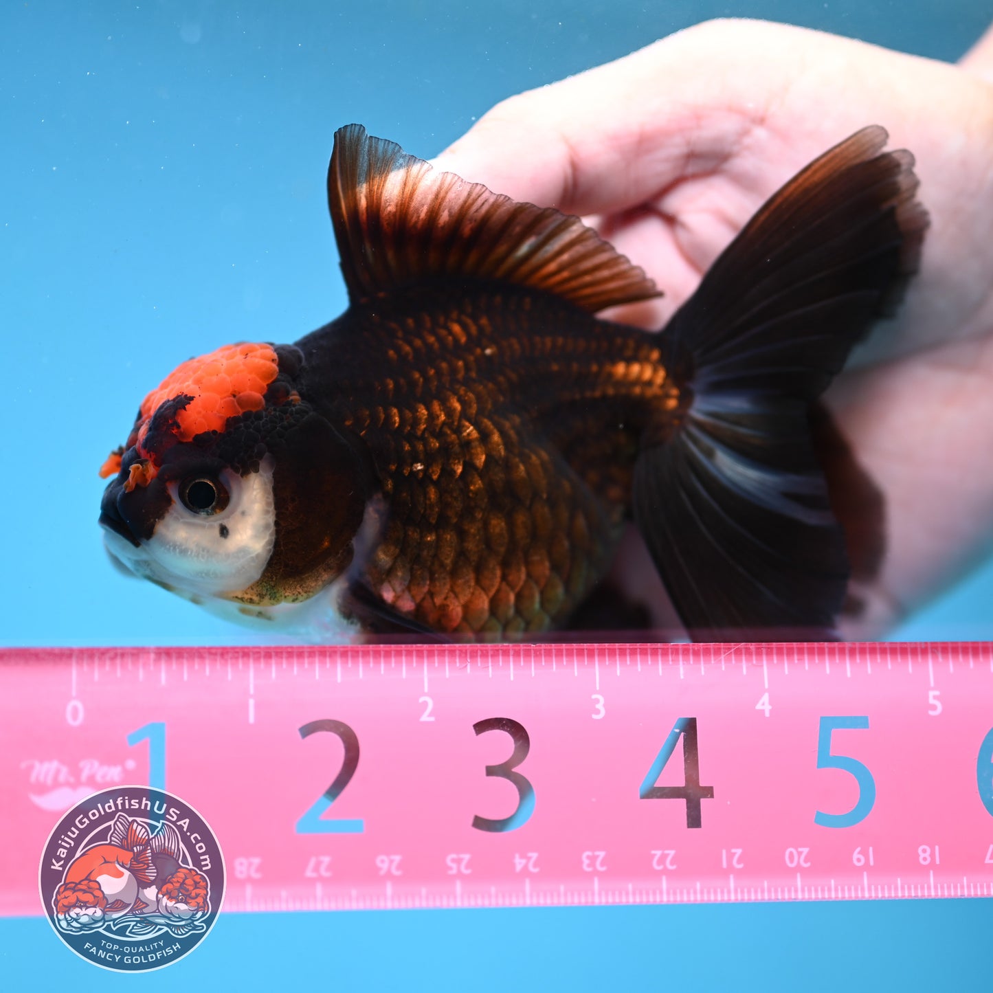 Black Tancho Rose Tail Oranda 3.5 inch Body (250919_OR13)