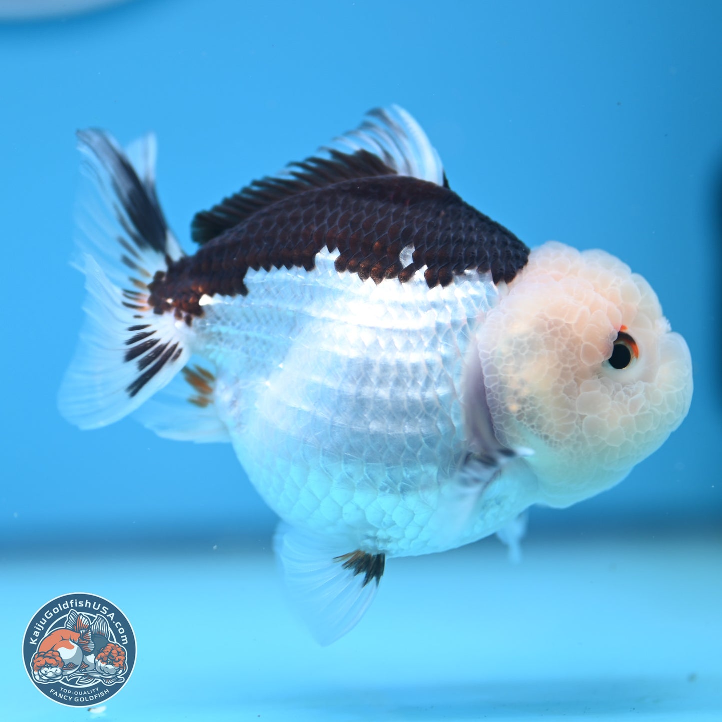 Panda Oranda 3.5-4.5 inches (241004_OR13) - Kaiju Goldfish USA