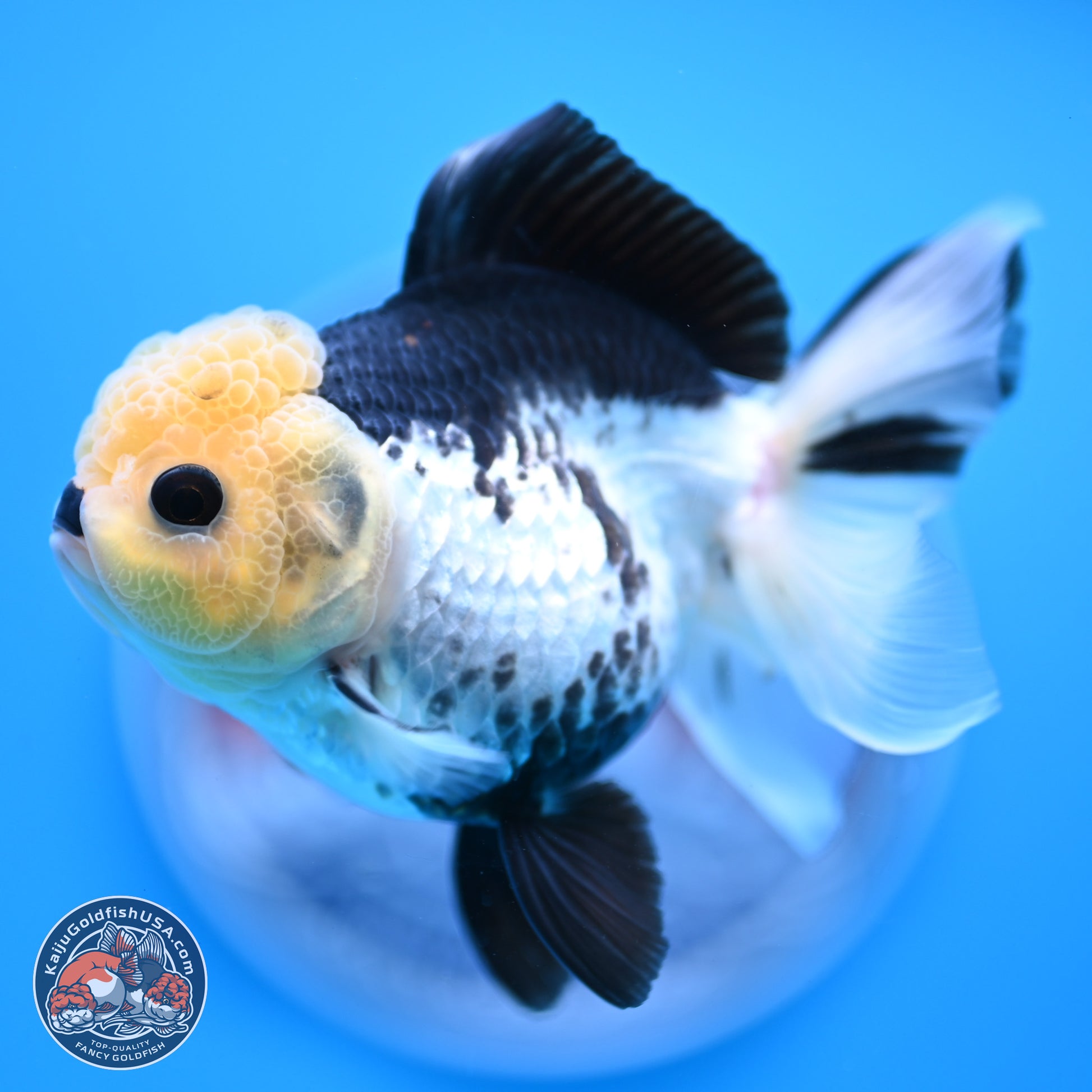 Panda Rose Tail Oranda 4.5 inches (241025_OR13) - Kaiju Goldfish USA